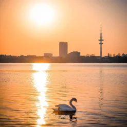 Foto "Alsterschwan" HH-149 10x10 - Kila